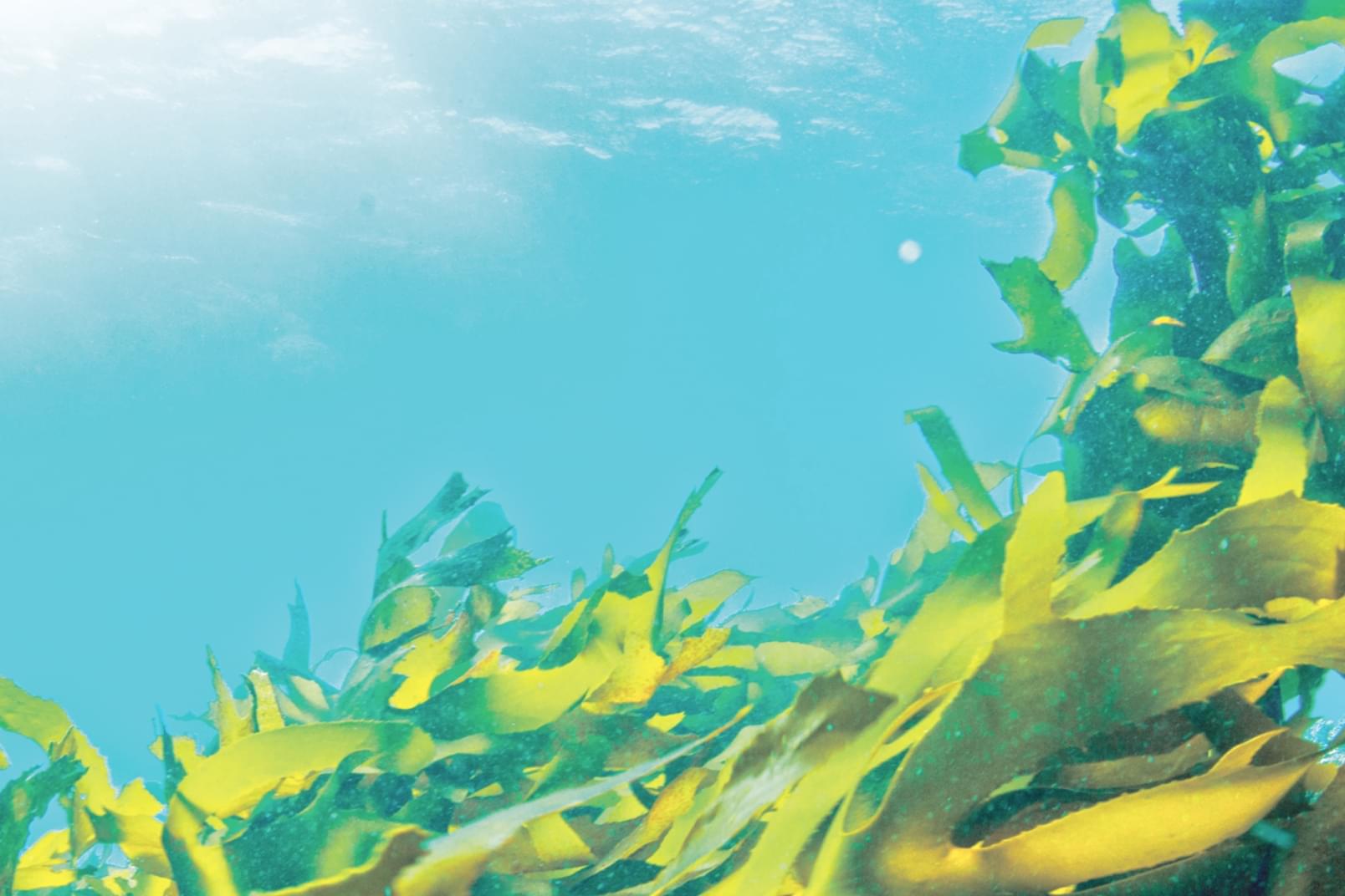 ラサーナの全ての商品に海藻のエキスが配合されています。