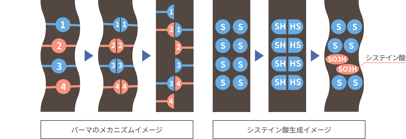 パーマのメカニズムイメージ図とシステイン酸生成イメージ図