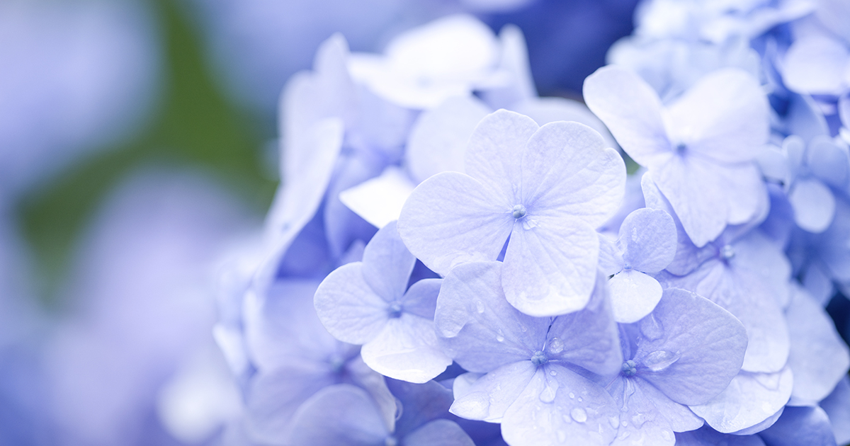 紫外線対策は梅雨も無休 4大落とし穴をチェック Beauty きれいのヒント ラサーナ ブランドサイト 紫外線対策は梅雨も無休 4大落とし穴をチェック Beauty きれいのヒント ラサーナ ブランドサイト