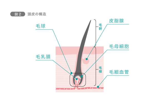 図2　頭皮の構造