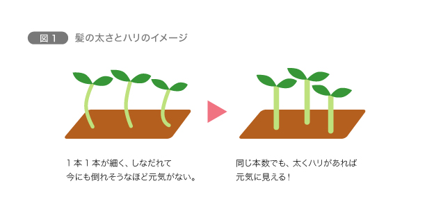 図1　髪の太さとハリのイメージ