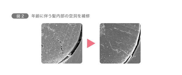 図2　年齢に伴う髪内部の空洞を補修