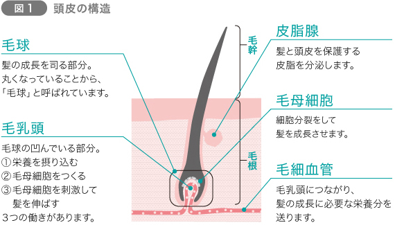 髪の一生 ヘアサイクル を知ろう 意外と知らない 髪の毛のしくみって Chapter 1 髪の基本 美髪のキホン ラサーナ ブランドサイト