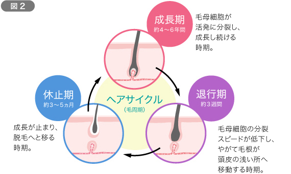 髪の一生 ヘアサイクル を知ろう 意外と知らない 髪の毛のしくみって Chapter 1 髪の基本 美髪のキホン ラサーナ ブランドサイト