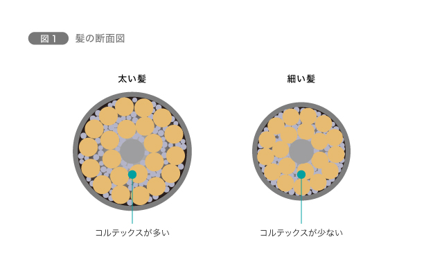 髪の太さは何で決まる 意外と知らない 髪の毛のしくみって Chapter 1 髪の基本 美髪のキホン ラサーナ ブランドサイト