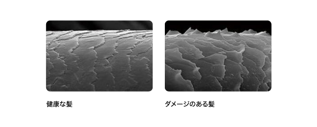 写真　左：健康な髪　右：ダメージのある髪