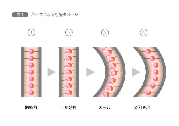 【パーマ＆カラー】化学変化で髪の構造に作用　図1