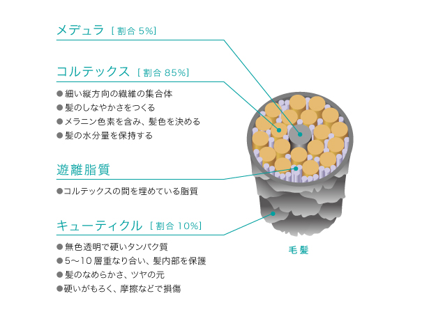 髪って何でできてるの？　図