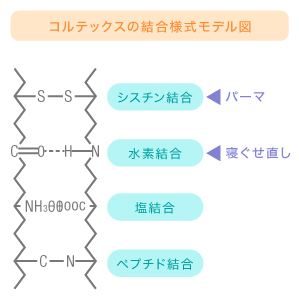 コルテックスの結合様式モデル図