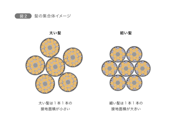 髪の太さは何で決まる 意外と知らない 髪の毛のしくみって Chapter 1 髪の基本 美髪のキホン ラサーナ ブランドサイト