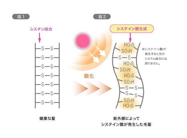 【紫外線】頭皮が浴びる量は肌の３倍以上！　図