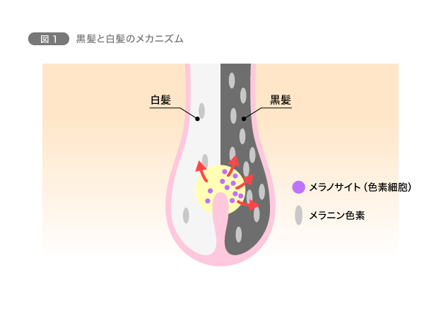 図1　黒髪と白髪のメカニズム