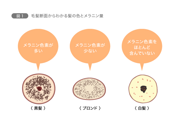 図1　毛髪断面からわかる髪の色とメラニン量